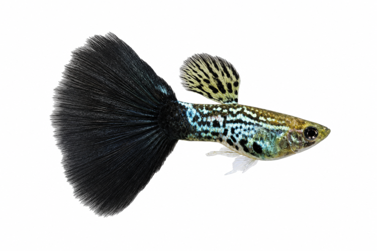 Black Cobra Guppy (Poecilia reticulata) freshwater ornamental fish with deep black coloration, distinctive cobra pattern, and elegant flowing tail isolated on white background – Aqua Ceygiriya Export Sri Lanka.