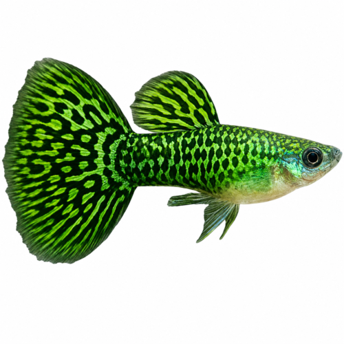 Green Cobra Guppy (Male) (Poecilia reticulata) premium freshwater ornamental fish with brilliant metallic green coloration and distinctive cobra pattern isolated on white background – Aqua Ceygiriya Export Sri Lanka.