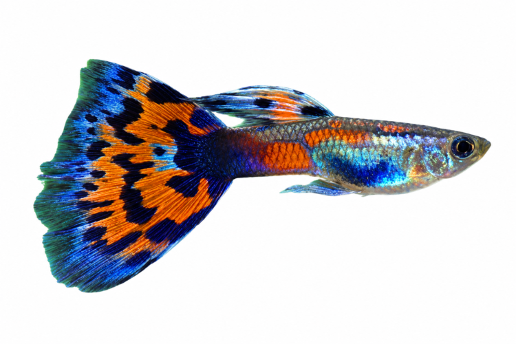 Rainbow Guppy (Male) (Poecilia reticulata) premium freshwater ornamental fish with brilliant multicolored rainbow patterns and elegant flowing fins isolated on white background – Aqua Ceygiriya Export Sri Lanka.