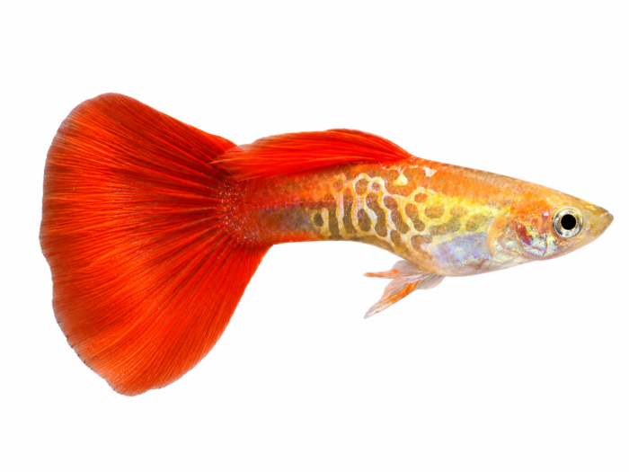 Red Blonde Cobra Guppy (Male) (Poecilia reticulata) premium freshwater ornamental fish with a blonde-golden body, vibrant red tail, and distinctive cobra pattern isolated on white background – Aqua Ceygiriya Export Sri Lanka.