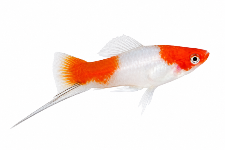 Kohaku Swordtail (Xiphophorus helleri) premium freshwater ornamental fish with Kohaku-inspired red and white coloration and an elegant sword-shaped tail isolated on white background – Aqua Ceygiriya Export Sri Lanka.