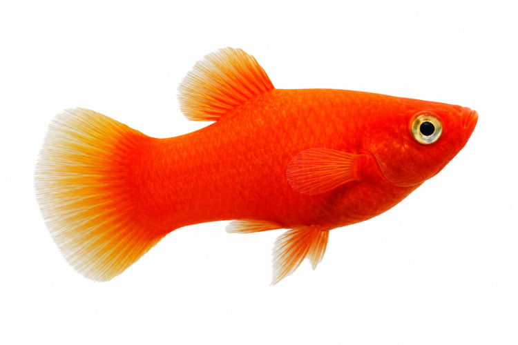 Red Platy freshwater ornamental fish with vibrant red coloration isolated on white background – Aqua Ceygiriya Export Sri Lanka.