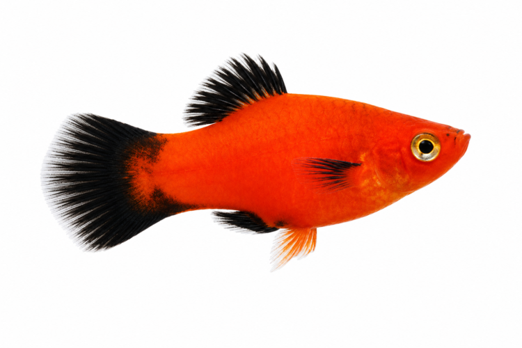 Red Wagtail Platy freshwater ornamental fish with vibrant red body and black wagtail fins isolated on white background – Aqua Ceygiriya Export Sri Lanka.