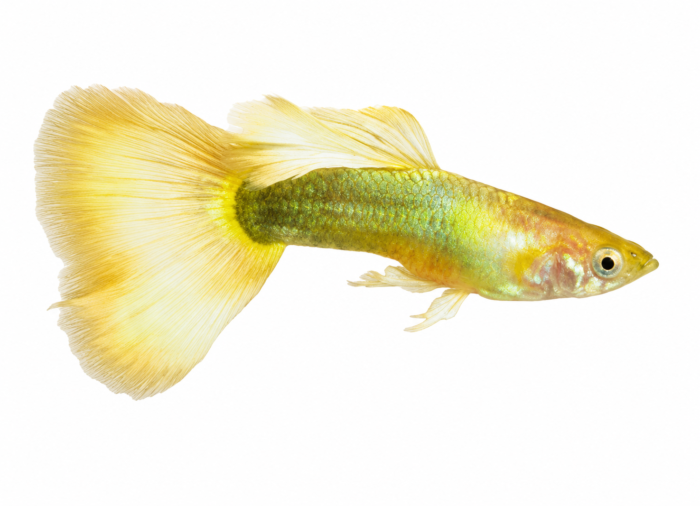 German Yellow Guppy (Male) (Poecilia reticulata) premium freshwater ornamental fish with brilliant golden-yellow coloration and large flowing fins isolated on white background – Aqua Ceygiriya Export Sri Lanka.