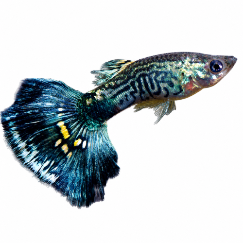 Blue Cobra Guppy (Male) (Poecilia reticulata) premium freshwater ornamental fish with brilliant metallic blue coloration and distinctive cobra pattern isolated on white background – Aqua Ceygiriya Export Sri Lanka.