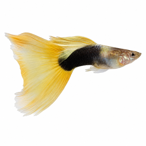 Golden Tuxedo Guppy (Male) (Poecilia reticulata) premium freshwater ornamental fish with a brilliant golden body, distinctive tuxedo pattern, and elegant flowing fins isolated on white background – Aqua Ceygiriya Export Sri Lanka.