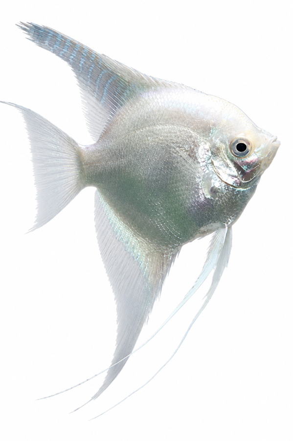 Platinum Angelfish freshwater ornamental fish with metallic silver-white platinum coloration and flowing fins isolated on white background – Aqua Ceygiriya Export Sri Lanka.