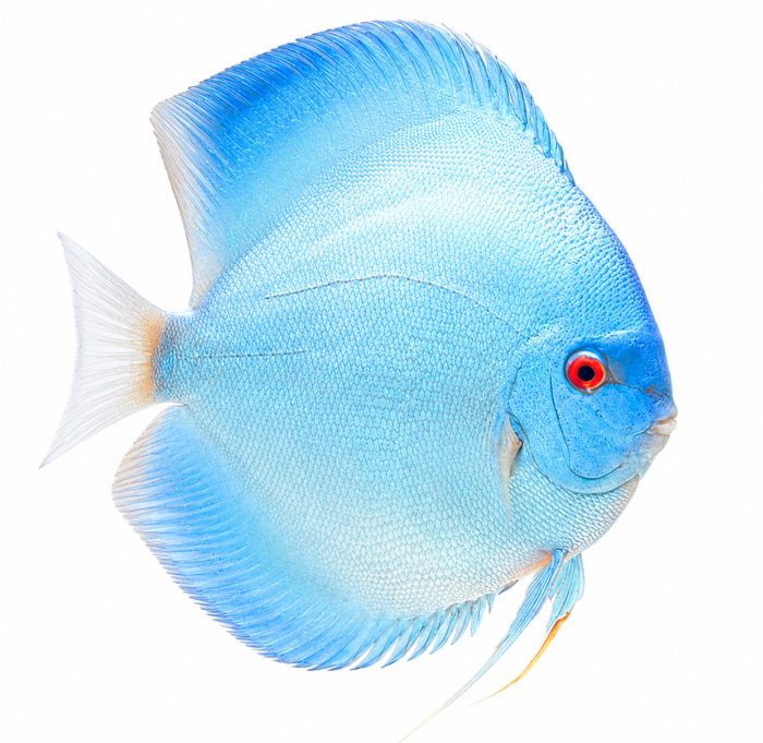 Diamond Powder Blue Discus (Symphysodon aequifasciata) freshwater ornamental fish with brilliant powder-blue metallic coloration isolated on white background – Aqua Ceygiriya Export Sri Lanka.