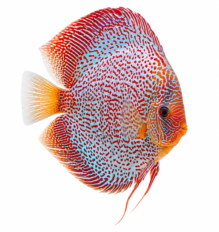 Snake Skin Discus (Symphysodon aequifasciata) freshwater ornamental fish with intricate maze-like snake-skin patterning isolated on white background – Aqua Ceygiriya Export Sri Lanka.