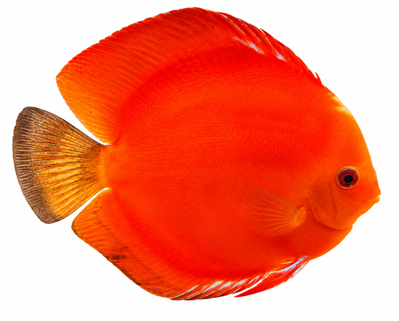 Marlboro Red Discus (Symphysodon aequifasciata) freshwater ornamental fish with brilliant red-orange coloration and round disc-shaped body isolated on white background – Aqua Ceygiriya Export Sri Lanka.