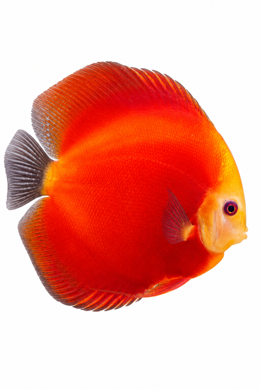 Red Melon Discus (Symphysodon aequifasciata) freshwater ornamental fish with vibrant red-orange coloration and perfectly round disc-shaped body isolated on white background – Aqua Ceygiriya Export Sri Lanka.