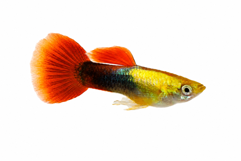 Golden Red Tuxedo Guppy (Male) (Poecilia reticulata) premium freshwater ornamental fish with a brilliant golden body, vibrant red tail, and distinctive tuxedo pattern isolated on white background – Aqua Ceygiriya Export Sri Lanka.