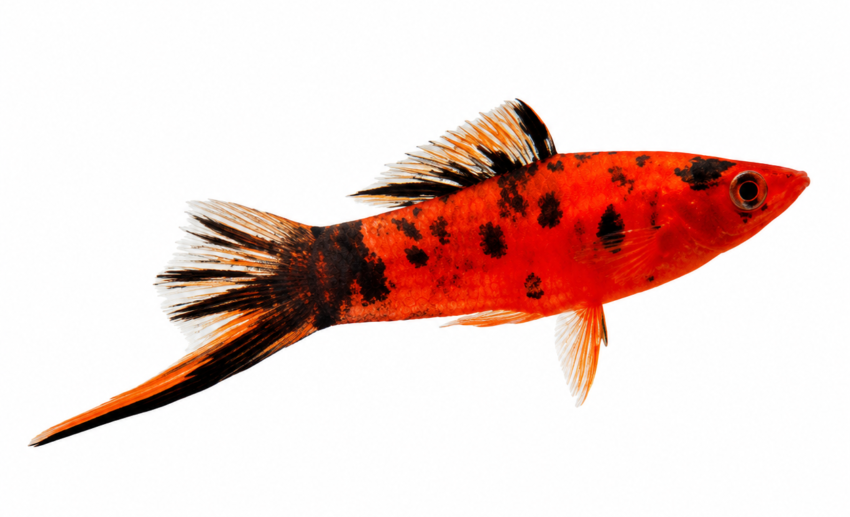 Berlin Swordtail (Xiphophorus helleri) premium freshwater ornamental fish with vibrant red and black coloration and an elegant sword-shaped tail isolated on white background – Aqua Ceygiriya Export Sri Lanka.