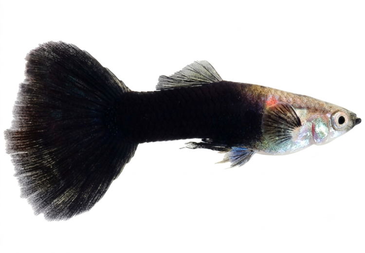 Blacktail Guppy (Male) (Poecilia reticulata) premium freshwater ornamental fish with a vibrant body and striking jet-black tail isolated on white background – Aqua Ceygiriya Export Sri Lanka.