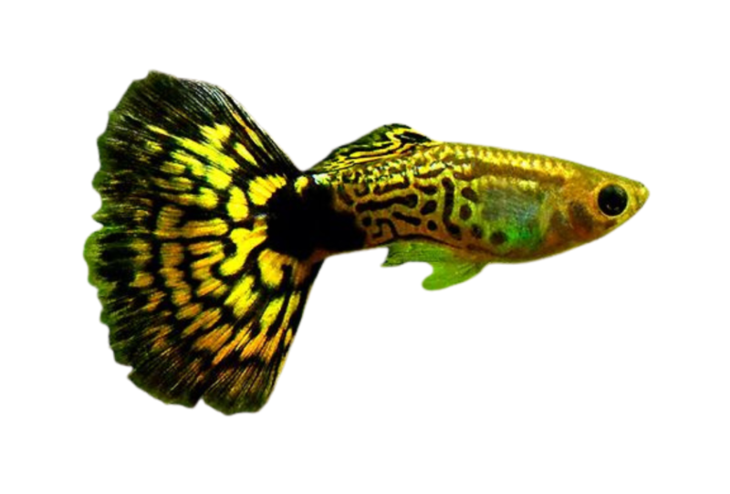 Variegated Cobra Guppy (Male) (Poecilia reticulata) premium freshwater ornamental fish with multicolored variegated patterns and distinctive cobra markings isolated on white background – Aqua Ceygiriya Export Sri Lanka.