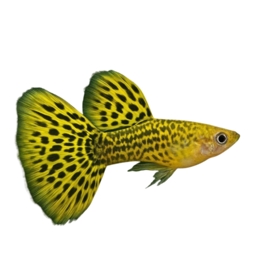 Yellow Golden Cobra Guppy (Male) (Poecilia reticulata) premium freshwater ornamental fish with brilliant golden-yellow coloration, cobra pattern, and elegant flowing fins isolated on white background – Aqua Ceygiriya Export Sri Lanka.