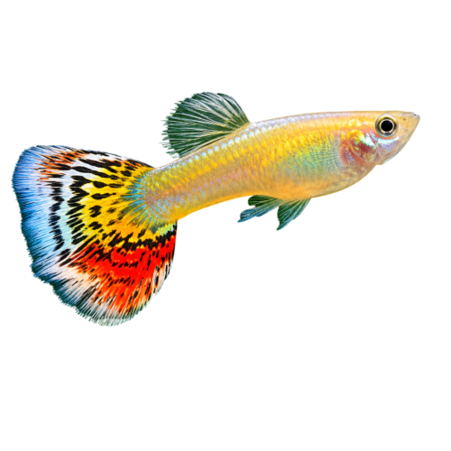 Pine Apple Cobra Guppy (Male) (Poecilia reticulata) premium freshwater ornamental fish with brilliant pineapple-yellow coloration, distinctive cobra pattern, and elegant flowing fins isolated on white background – Aqua Ceygiriya Export Sri Lanka.