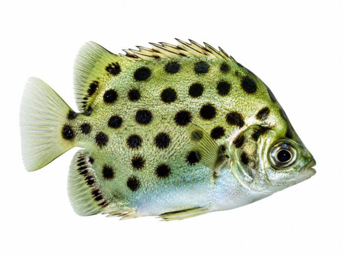 Green Scat (Scatophagus argus) premium brackish water ornamental fish with metallic green coloration and distinctive dark spots isolated on white background – Aqua Ceygiriya Export Sri Lanka.