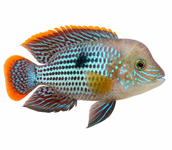 Green Terror Cichlid (Andinoacara rivulatus) premium freshwater ornamental fish with iridescent green and blue metallic coloration isolated on white background – Aqua Ceygiriya Export Sri Lanka.
