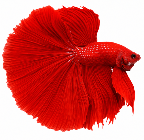 Super Red fighters (Betta splendens) freshwater ornamental fish with brilliant deep red coloration and elegant flowing fins isolated on white background – Aqua Ceygiriya Export Sri Lanka.