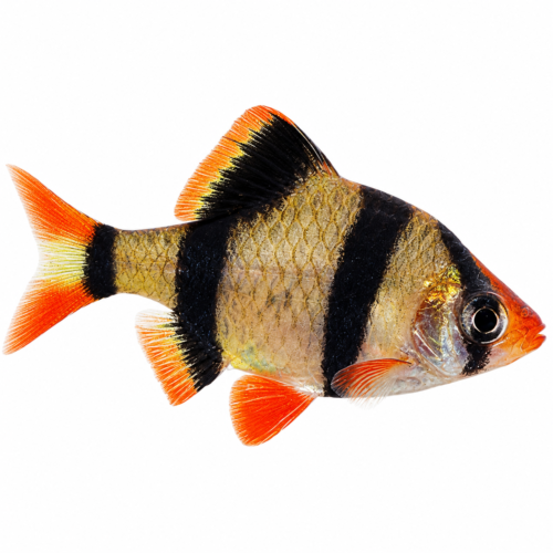 Tiger Barb (Puntigrus tetrazona / Capoeta tetrazona) freshwater ornamental fish with vibrant golden-orange body and bold black vertical stripes isolated on white background – Aqua Ceygiriya Export Sri Lanka.