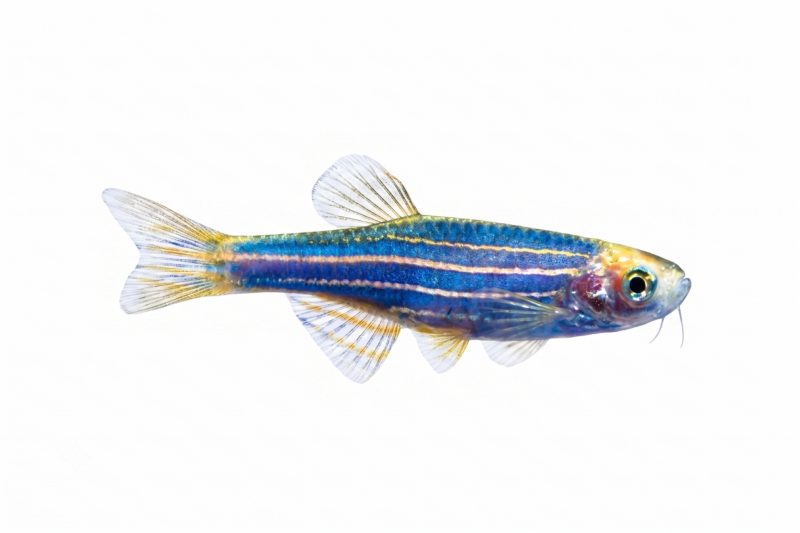 Blue Zebra Danio (Brachydanio rerio / Danio rerio ) freshwater ornamental fish with brilliant metallic blue coloration isolated on white background – Aqua Ceygiriya Export Sri Lanka.